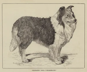 Celebrated Dogs, Charlemagne